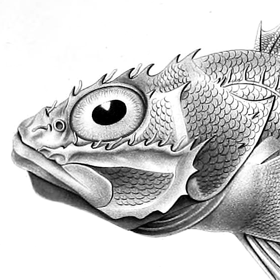 Logo, a grayscale illustration of a fish